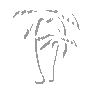 palmtree