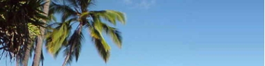 palm trees and blue sky